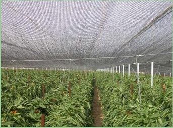 কৃষি গ্রিনহাউস শেড নেটিং, 2 এক্স 100m, 30gsm - 300gsm