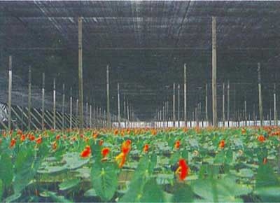কৃষি গ্রিনহাউস শেড নেটিং, 2 এক্স 100m, 30gsm - 300gsm