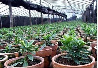চীন মধ্যে HDPE uvioresistant গ্রিনহাউজ আলোছায়া নেট