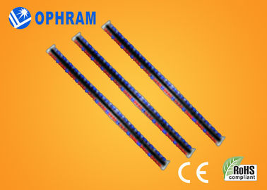 ঔজ্জ্বল্য উচ্চ Epistar IP65 লাল ও নীল নিয়ে Grow আলো দিয়ে খ্রিস্টাব্দ / ROHS