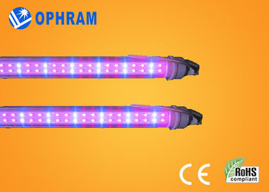 50Hz / 60Hz 230V / 240V সম্পূর্ণ স্পেকট্রাম LED উদ্ভিজ্জ জন্য প্রভা বাড়ান